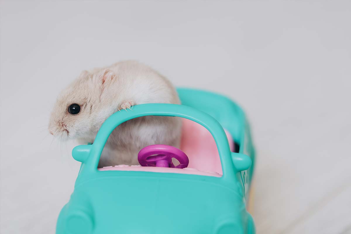 Dégât causé par un rongeur dans une voiture, que prend en charge l’assurance ?